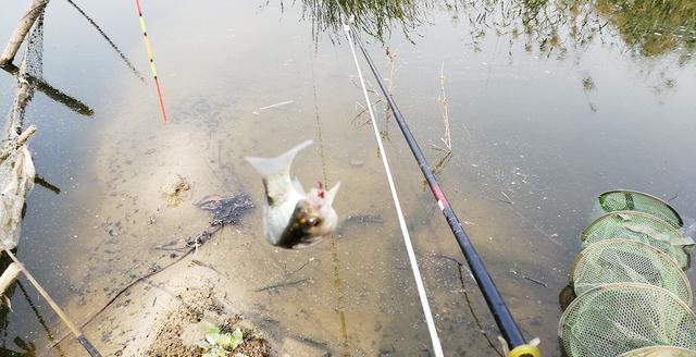 能钓多少鱼，并不是靠饵料、小药和打窝