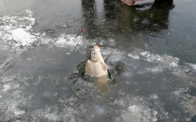 下雪到底能不能钓鱼，要看是雪前、雪中、还是雪后