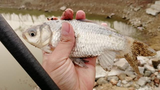 钓鱼什么最重要？不是饵料、窝料和小药，而是它