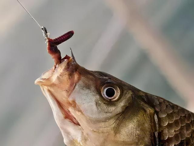 蚯蚓、红虫、商品饵，哪一个才是冬天钓鱼最好用的钓饵