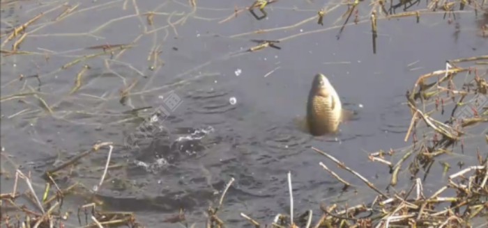 河道草洞立漂钓鲫一法，教你如何钓好草洞