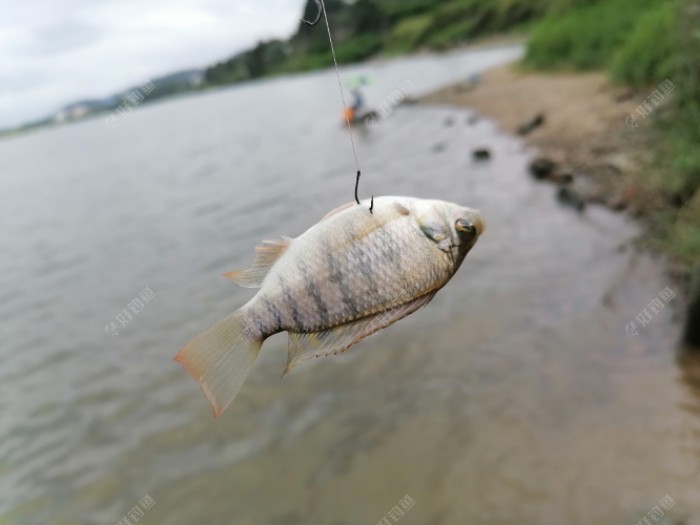 台钓调漂，这些直接影响调漂，注意这几点