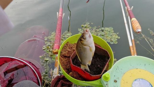 秋冬季节来临鱼不开口，掌握这几点你再试试看