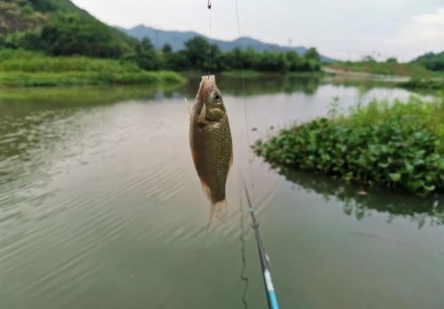 在自然水域钓鱼，传统钓可未必会输给台钓