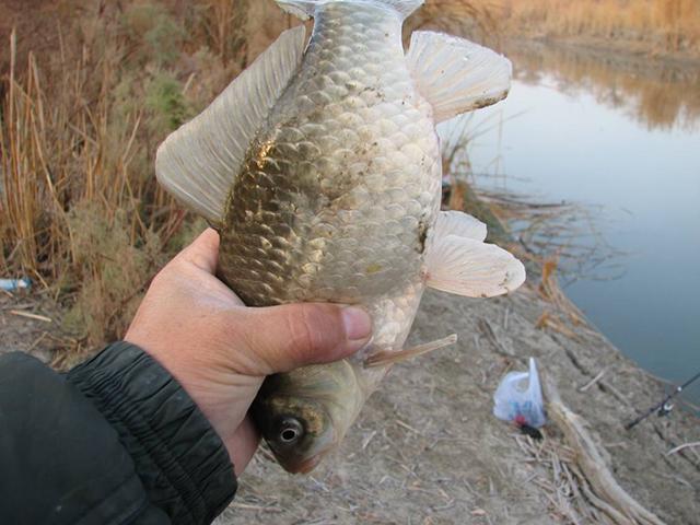 浅谈冬天出钓天气的选择，选对了很容易有好鱼获