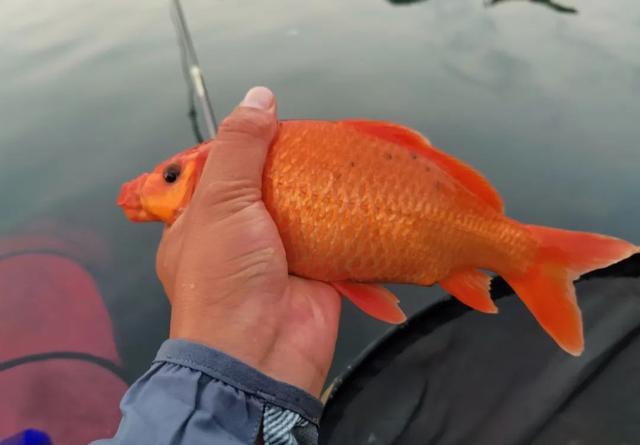 5斤以上的野生鲤鱼得这样钓！鲤鱼狡猾分等级