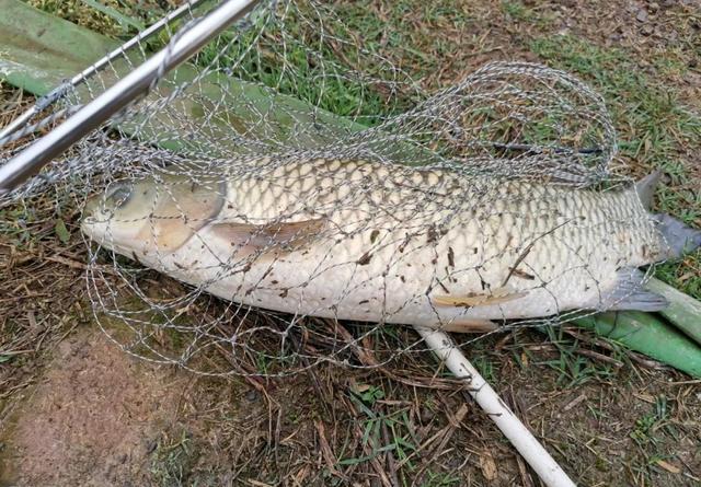 一转身、一回头，鱼竿没了！论野钓大鱼时失手绳的重要性