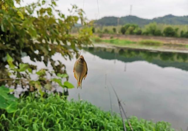 杂鱼闹窝排行榜：白条不算可怕