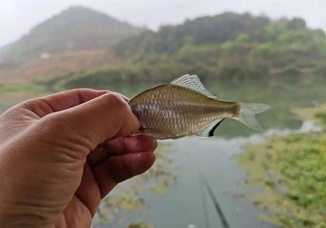 黑坑垂钓遇杂鱼，掌握应对技巧，渔获不比老钓友少