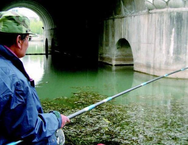 野钓鲤草，找对位置了，渔获自然也就没问题了