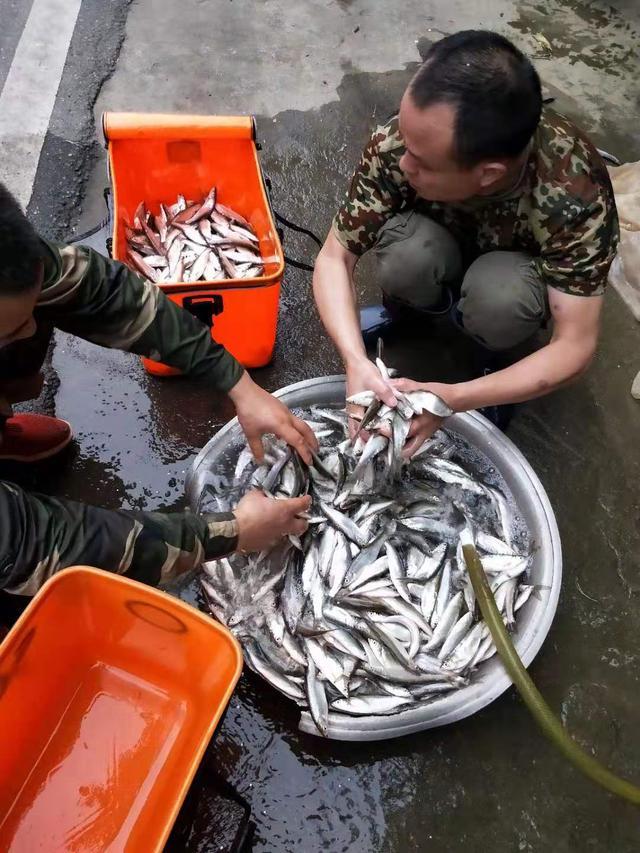 让钓鱼人又爱又恨白条，详解白条钓法及规避方法