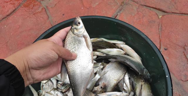 野钓鳊鱼时诱鱼方式，钓法选用，饵料搭配这三要素的作用