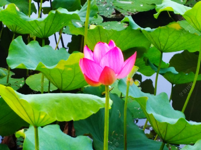 黄梅雨季节的作钓之聊，如何选钓位，与作钓方法