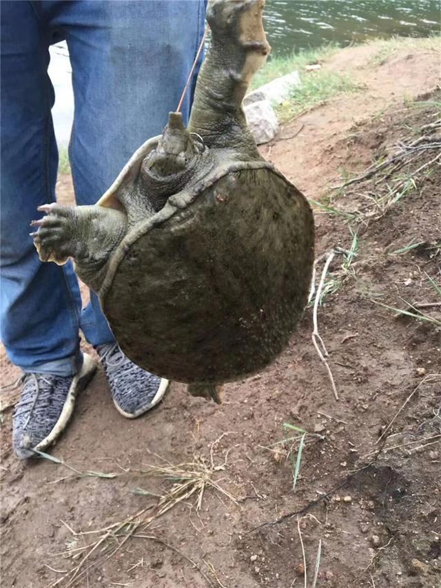 夏天钓甲鱼全攻略，一次实钓记录经验分享