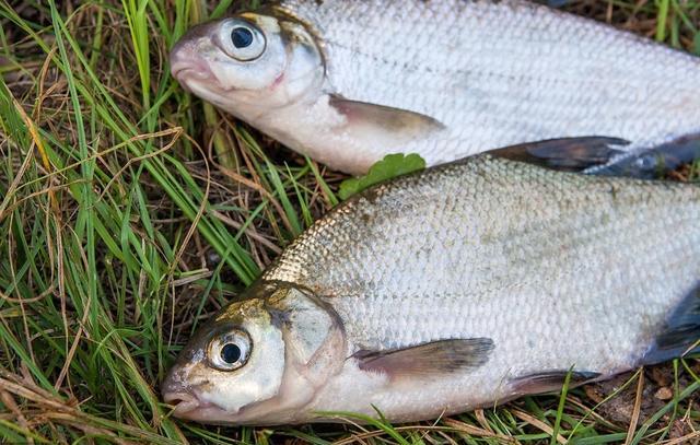 夏季水库这样钓鳊鱼，鱼口根本停不下来