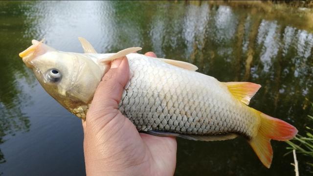 详解浮漂吃铅量正确选择方法，记住这五点