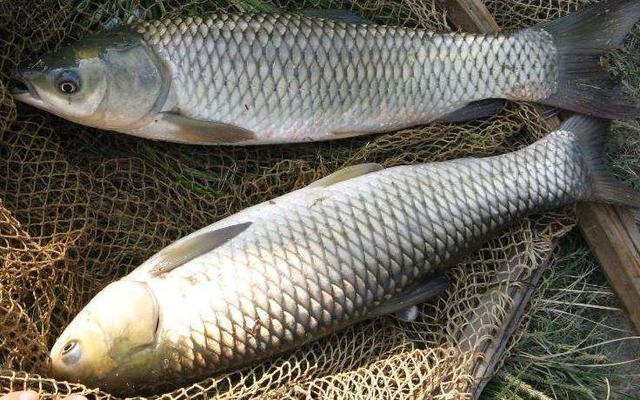 夏季温高大鱼都在深水，可以试试滑漂钓法