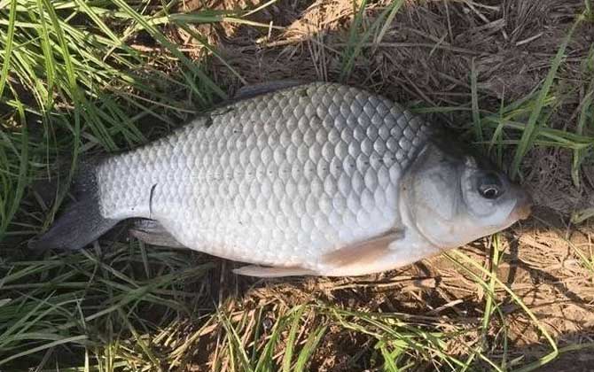 夏季钓鱼水草太多怎么处理？