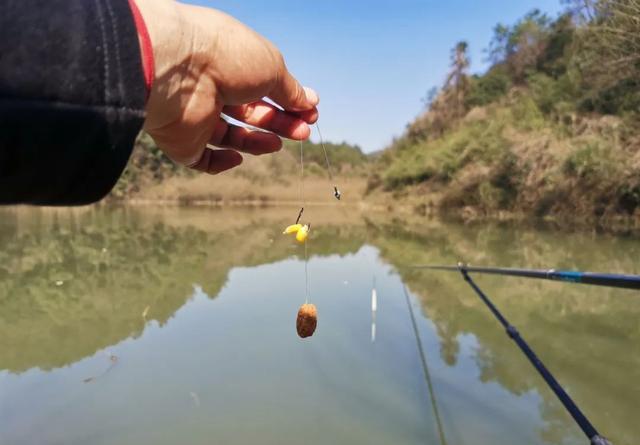 黑坑的草鱼该钓底还是钓浮？两种方法解读