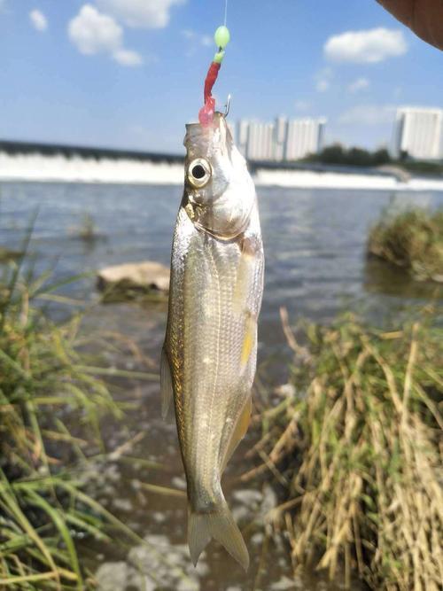 初夏钓翘嘴全攻略，饵料、钓位、装备以及技巧