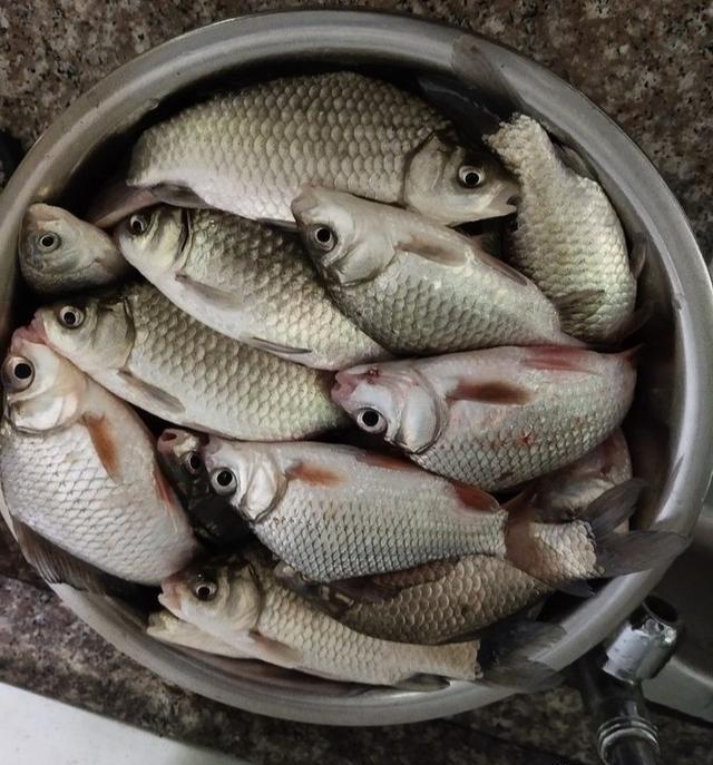 初夏，用长竿短线野钓鲫鱼，钓获一盆30多条大板鲫鱼