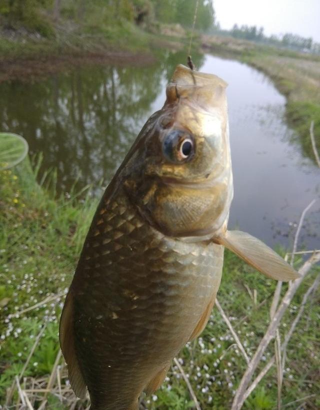 初夏，用长竿短线野钓鲫鱼，钓获一盆30多条大板鲫鱼