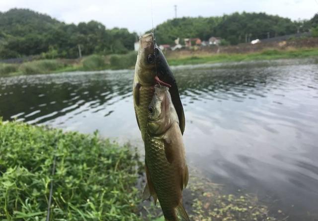 守大鱼线组要结实，在野钓中的优势及用法