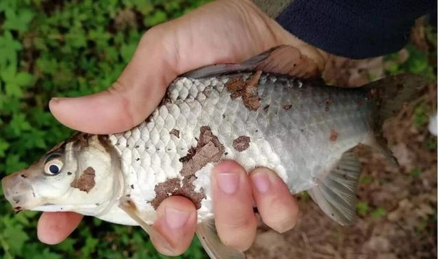 黄河串钩钓鱼怎么玩？谈线组搭配和用饵技巧