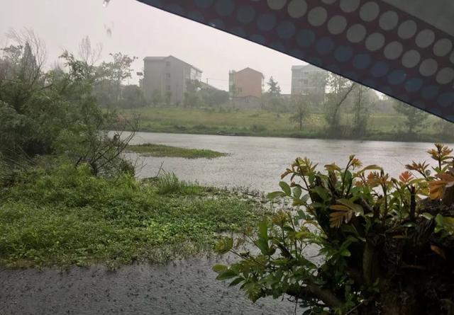 刮风下雨鱼口旺？了解天气对鱼儿觅食的影响