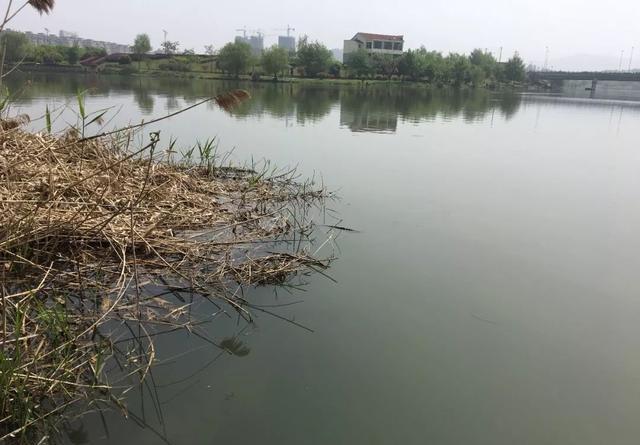 刮风下雨鱼口旺？了解天气对鱼儿觅食的影响