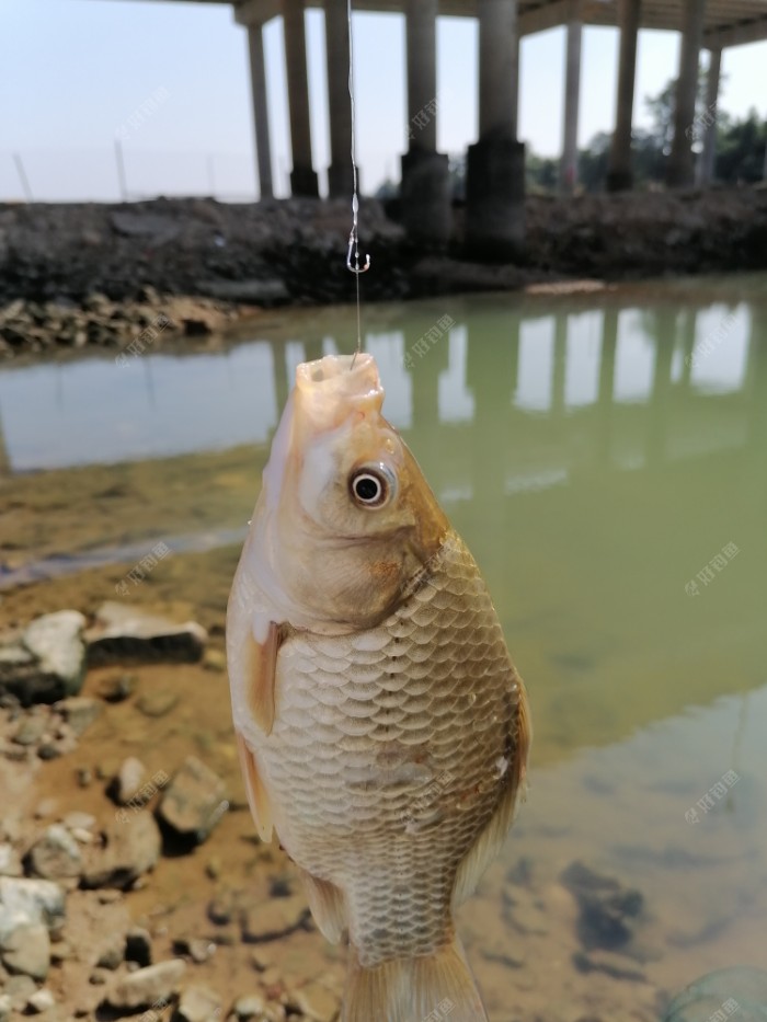 明明窝里有鱼，确为何总是钓不上来，原因在哪