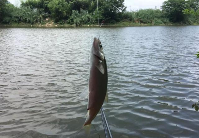 一刮风就停口？鱼都冻得躲起来了，你还守着下风口