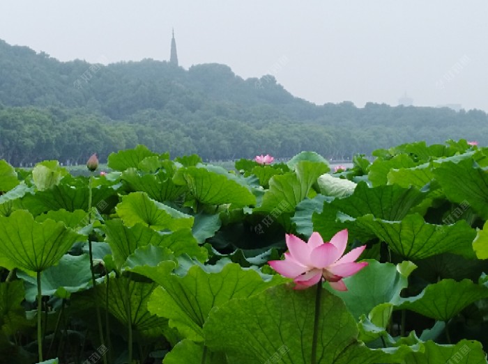 梅雨季节一怎么钓好鱼