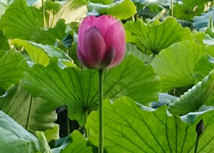 梅雨季节一怎么钓好鱼