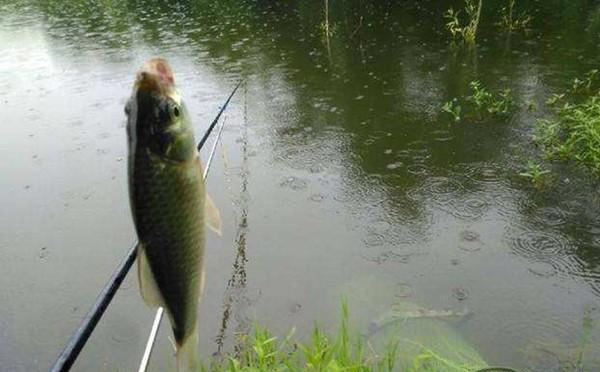 夏季宜钓刮风、下雨天，有哪些应对技巧