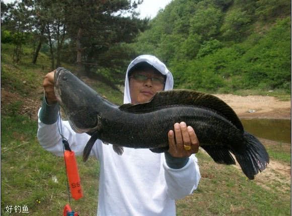 捕食凶猛，又粗又黑，钓鱼人很容易上瘾的鱼种