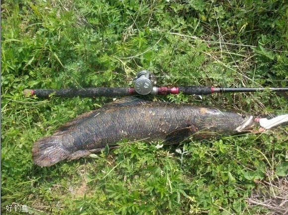 捕食凶猛，又粗又黑，钓鱼人很容易上瘾的鱼种