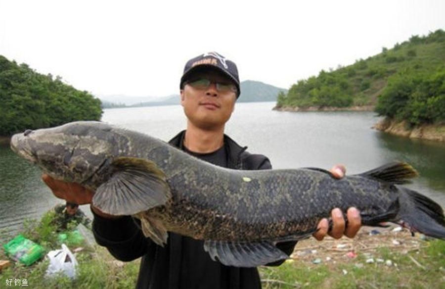 捕食凶猛，又粗又黑，钓鱼人很容易上瘾的鱼种