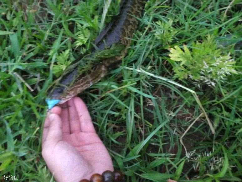 捕食凶猛，又粗又黑，钓鱼人很容易上瘾的鱼种