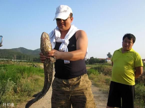 捕食凶猛，又粗又黑，钓鱼人很容易上瘾的鱼种