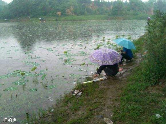 雨天怎么钓鱼？选钓位要靠近鱼道