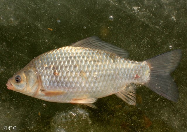 4大淡水鱼的四季食性口诀