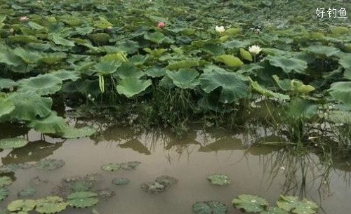 从水面观察钓场鱼情的四种方法