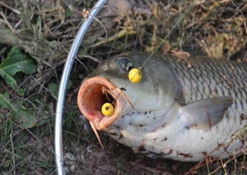 浅谈钓鱼和用饵七：珠珠钓鲤鱼杂说