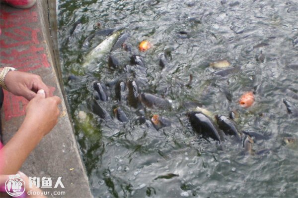 浅谈环境变化对鱼儿食欲的影响