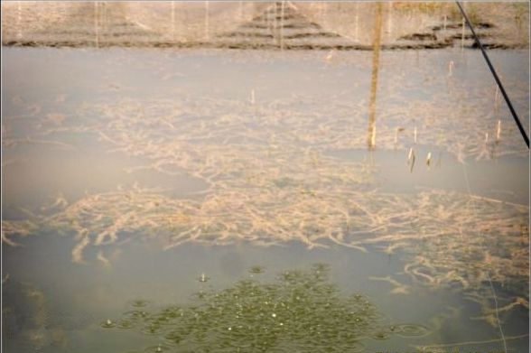 大风天气用红虫饵钓鲤鱼的技巧