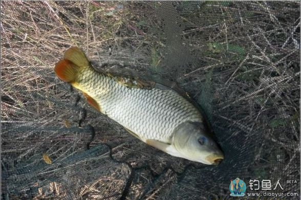 大风天气用红虫饵钓鲤鱼的技巧