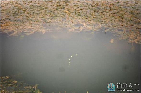 大风天气用红虫饵钓鲤鱼的技巧