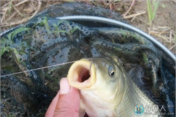 大风天气用红虫饵钓鲤鱼的技巧