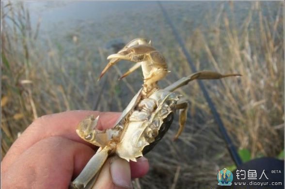 大风天气用红虫饵钓鲤鱼的技巧